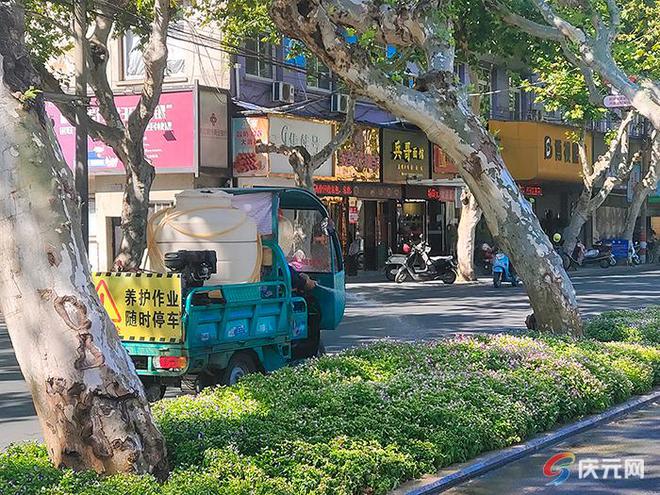 开云体育为绿植送上“及时雨” 园林部门科学施策抗旱保绿(图1)