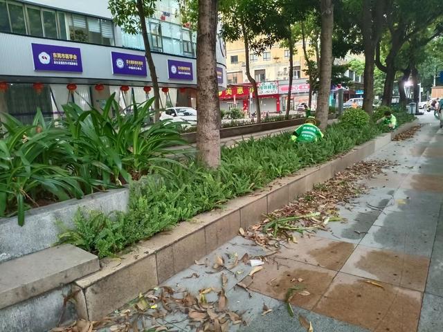 开云体育东莞莞城:迎中秋庆国庆 全域开展园林绿化整治行动(图1) 开云体育东莞莞城:迎中秋庆国庆 全域开展园林绿化整治行动(图1)