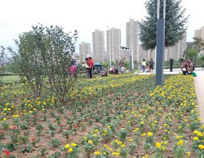 开云体育崆峒区园林局:精心改造提升 扮靓城市窗口(图2) 开云体育崆峒区园林局:精心改造提升 扮靓城市窗口(图2)