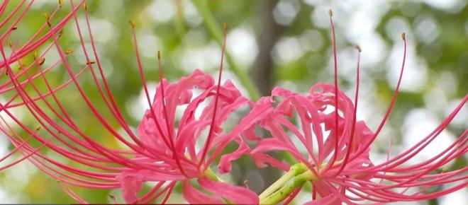 开云体育中秋假期不想人挤人?来逛逛戴家湖公园看彼岸花开(图2) 开云体育中秋假期不想人挤人?来逛逛戴家湖公园看彼岸花开(图2)