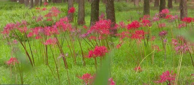 开云体育中秋假期不想人挤人?来逛逛戴家湖公园看彼岸花开(图3) 开云体育中秋假期不想人挤人?来逛逛戴家湖公园看彼岸花开(图3)
