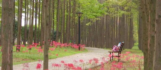 开云体育中秋假期不想人挤人?来逛逛戴家湖公园看彼岸花开(图5) 开云体育中秋假期不想人挤人?来逛逛戴家湖公园看彼岸花开(图5)