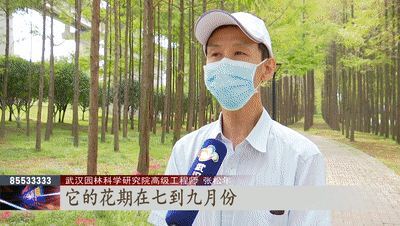 开云体育中秋假期不想人挤人?来逛逛戴家湖公园看彼岸花开(图4) 开云体育中秋假期不想人挤人?来逛逛戴家湖公园看彼岸花开(图4)