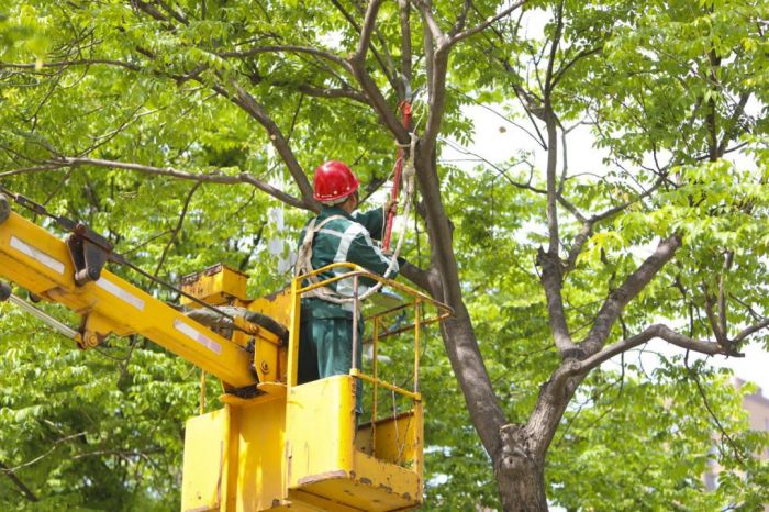 开云体育西安首部园林绿化精细化管理地方标准发布(图2) 开云体育西安首部园林绿化精细化管理地方标准发布(图2)