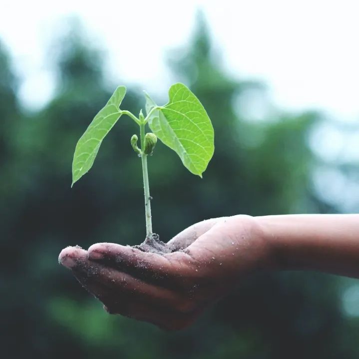 叮咚！植树尽责创意大赛给你发来一条消息开云体育(图1)