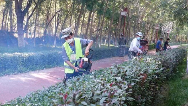 开云体育精心修剪 为城市绿化换新颜(图2)