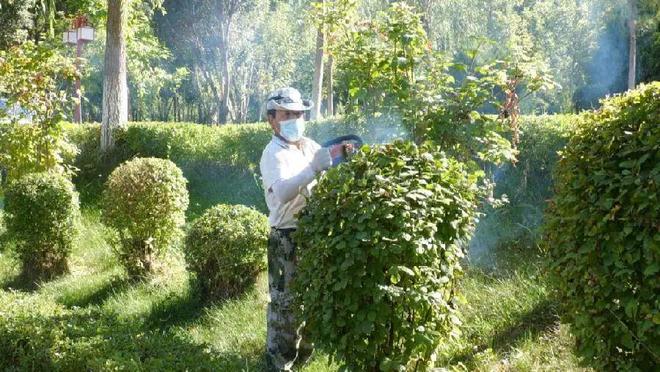 开云体育精心修剪 为城市绿化换新颜(图3)
