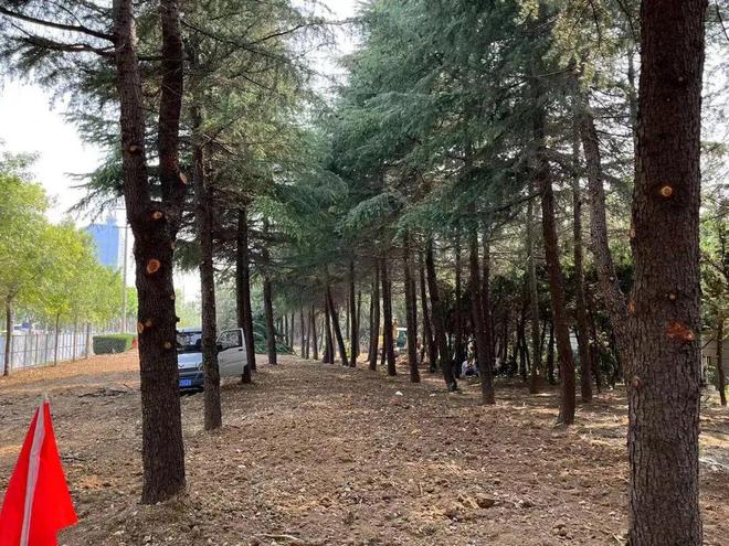开云体育滕州：龙泉路道路绿化景观正在进行升级改造！(图1)