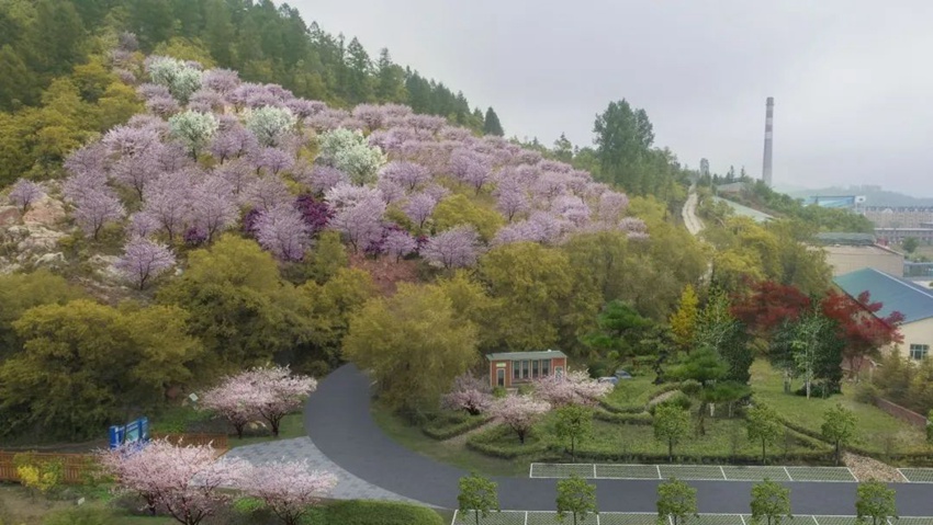 安图县：推进开云体育园林绿化建设 提升城市环境品质(图2)