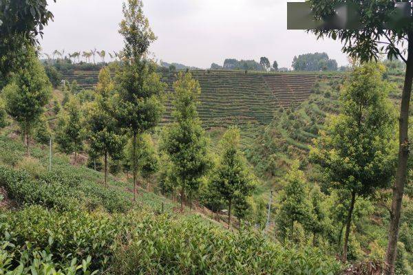 乐山市林业和园林局荣获“开云体育全国绿化先进集体”工作纪实(图2) 乐山市林业和园林局荣获“开云体育全国绿化先进集体”工作纪实(图2)