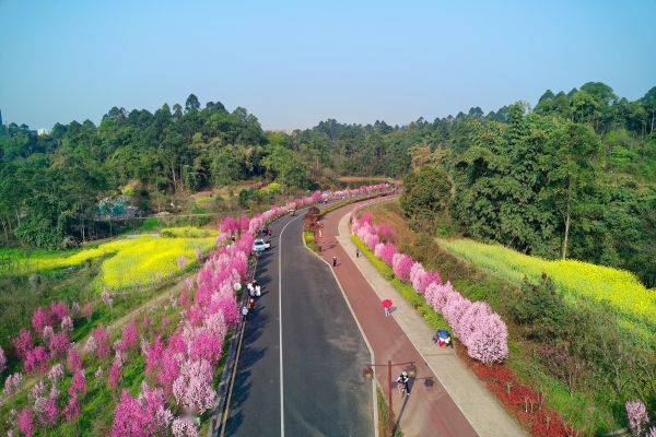 乐山市林业和园林局荣获“开云体育全国绿化先进集体”工作纪实(图1) 乐山市林业和园林局荣获“开云体育全国绿化先进集体”工作纪实(图1)