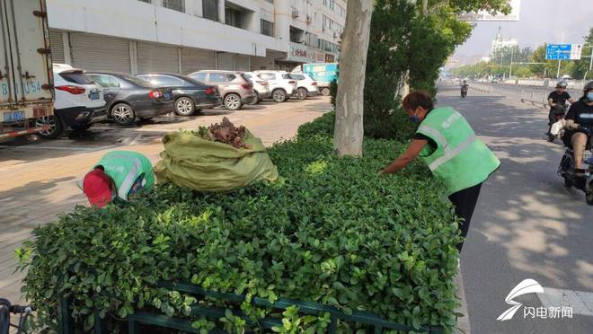 开云体育高标准、严落实！德州市园林绿化服务中心持之以恒推动全国文明城市创建工作(图3)
