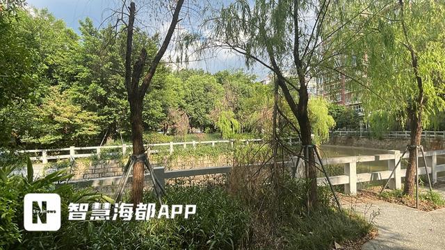 福州一园区树木遭“腰斩”引发市民质疑！部门回开云体育应→(图4)