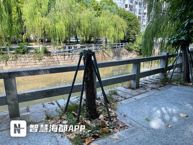 福州一园区树木遭“腰斩”引发市民质疑！部门回开云体育应→(图2)