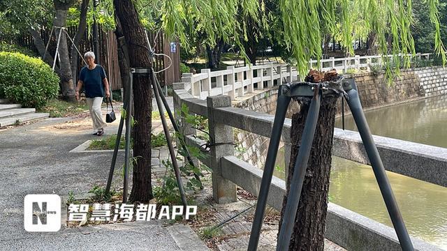 福州一园区树木遭“腰斩”引发市民质疑！部门回开云体育应→(图1)