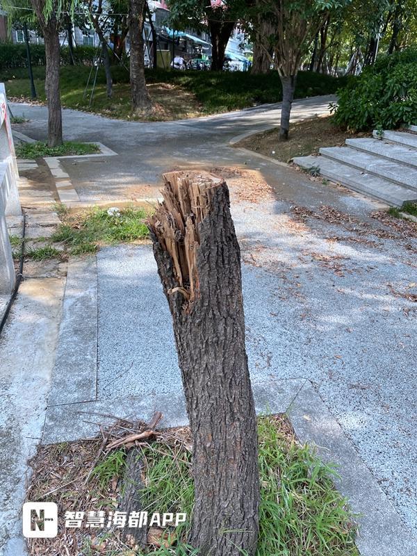 福州一园区树木遭“腰斩”引发市民质疑！部门回开云体育应→(图3)