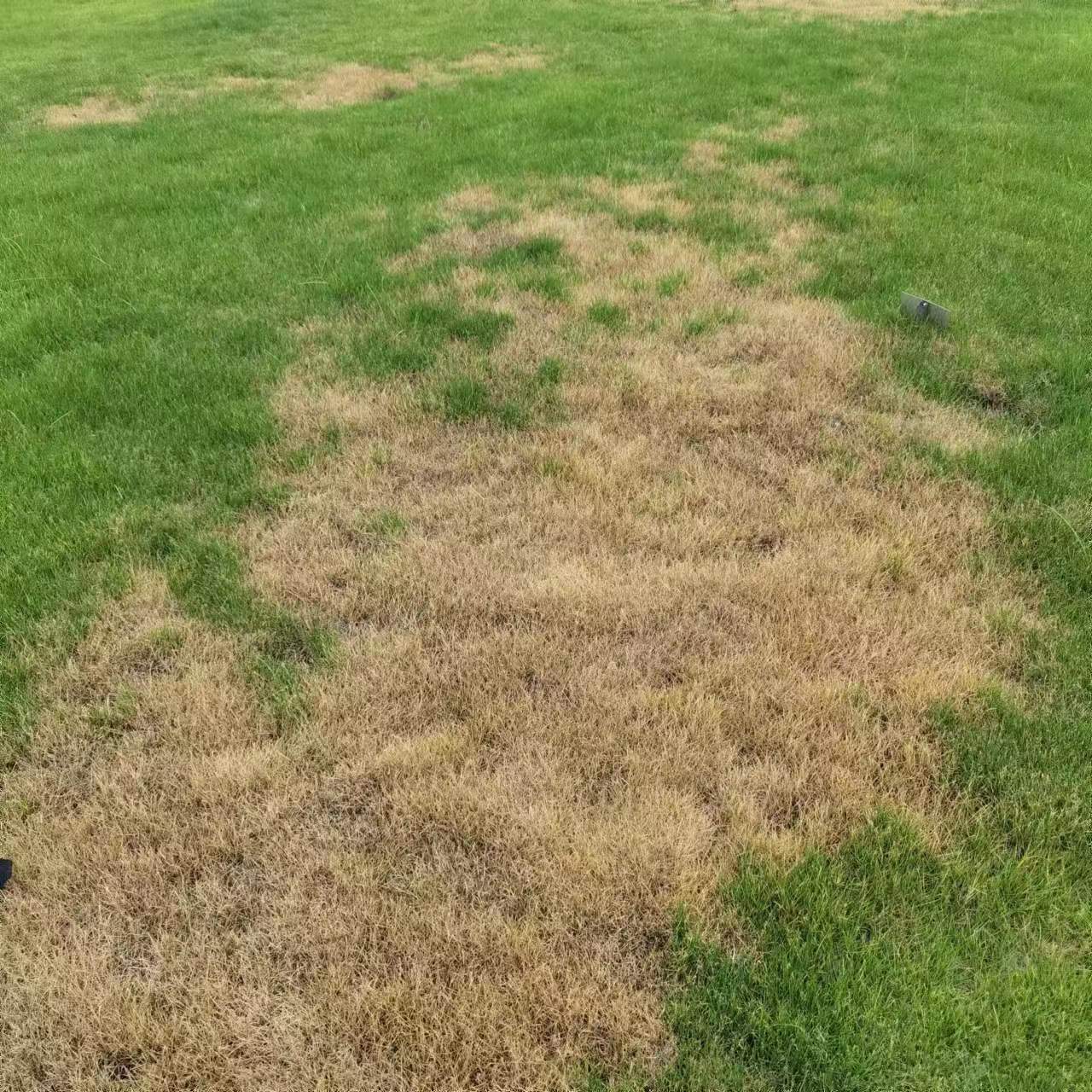 园林绿化企业中存在的问题开云体育-园林精细化养护管理-绿化养护中存在的问题和解决(图2)