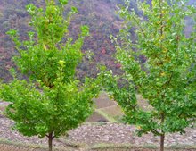 开云体育园林绿化树种_3(图1)