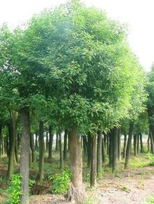 开云体育园林绿化树种_3(图2)