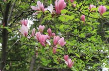 开云体育园林绿化树种_3(图3)