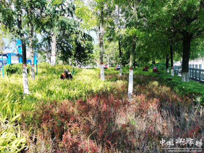 开云体育【我为县庆做贡献】加强园林管护 提升游园品质(图)(图1)
