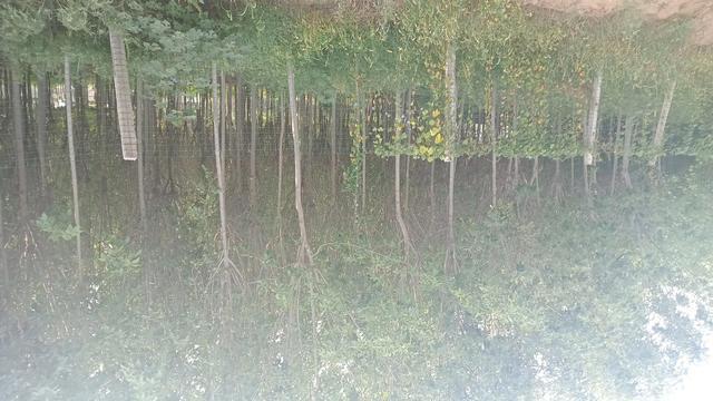 盲目跟风种植损失惨开云体育重(图1)