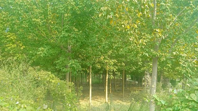 盲目跟风种植损失惨开云体育重(图2)