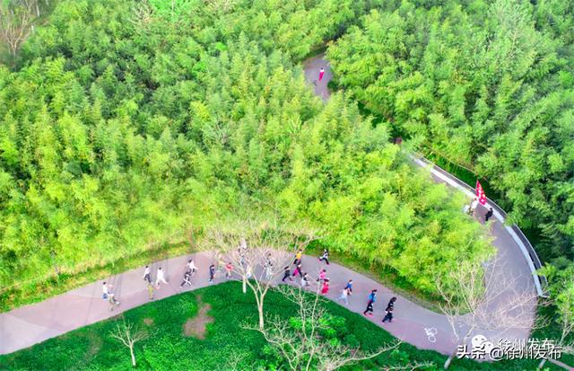 徐州正努力构建城开云体育 开云平台市绿荫系统(图7)