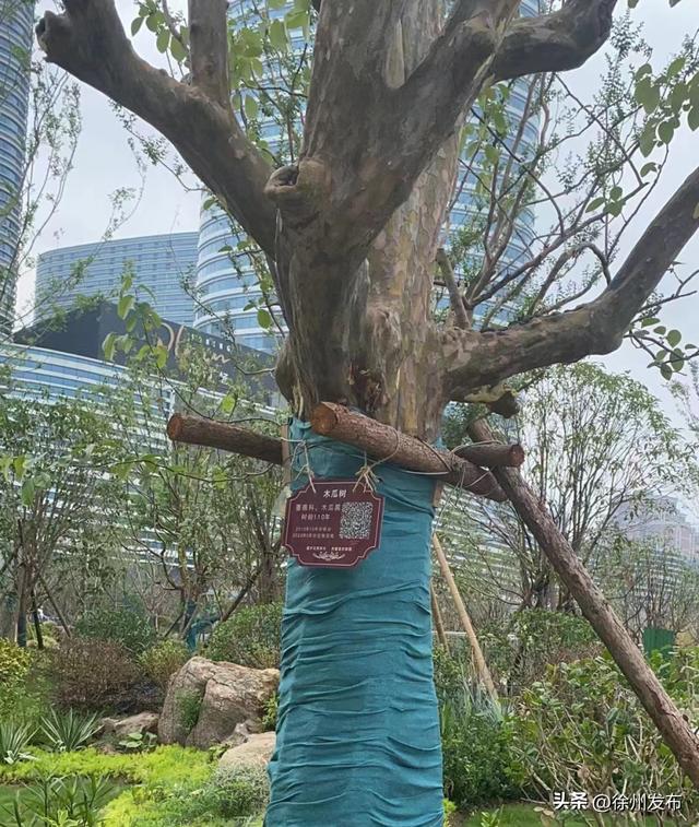徐州正努力构建城开云体育 开云平台市绿荫系统(图6)