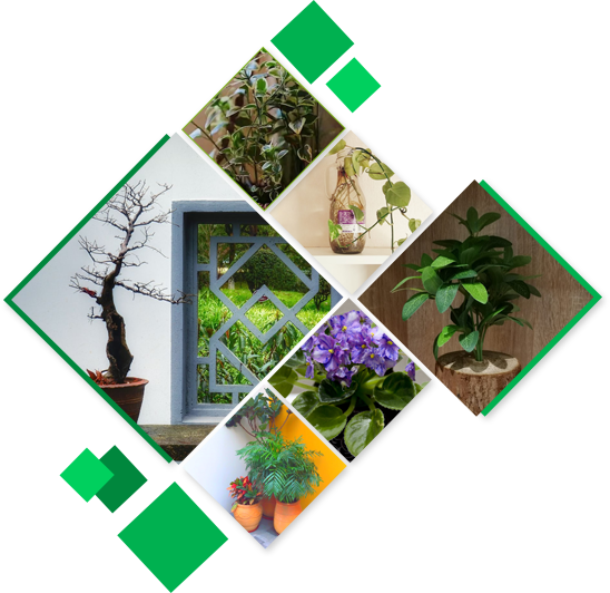 内江市东兴区枫景园艺花卉经营部开云体育 开云官网(图2)