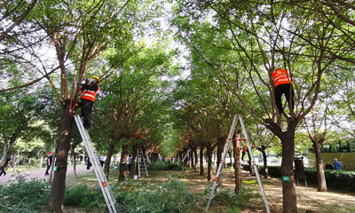 河南省园林绿化工职开云体育 开云官网业技能竞赛决赛在洛开赛(图1)