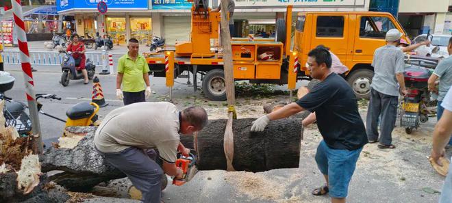 开云体育 开云平台市城市管理局园林绿化中心：应急处置倒伏树木全力保障道路畅通(图2)