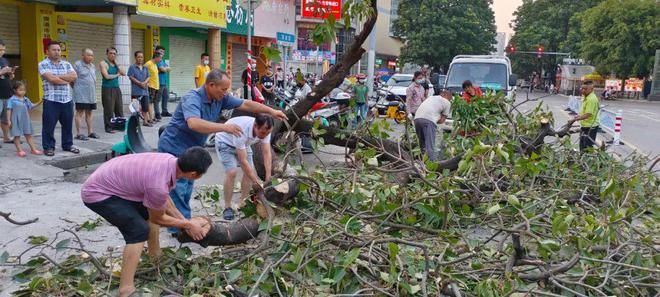 开云体育 开云平台市城市管理局园林绿化中心：应急处置倒伏树木全力保障道路畅通(图1)