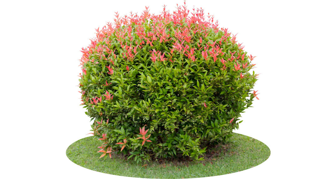 园林绿化乔开云体育 开云平台木与灌木怎么区别(图1)