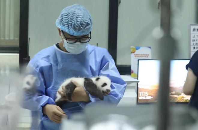 2022级新生大熊猫幼仔等你来相见熊猫基地明起恢复对外开放开云体育 开云官网(图2)