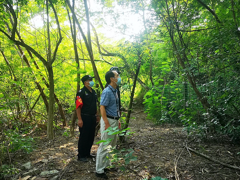 平湖街道提升园林绿化水平增进民生福祉开云体育 开云平台(图2)