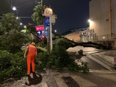 开云体育 开云平台致树木倒伏连夜开展绿化抢险(图2)