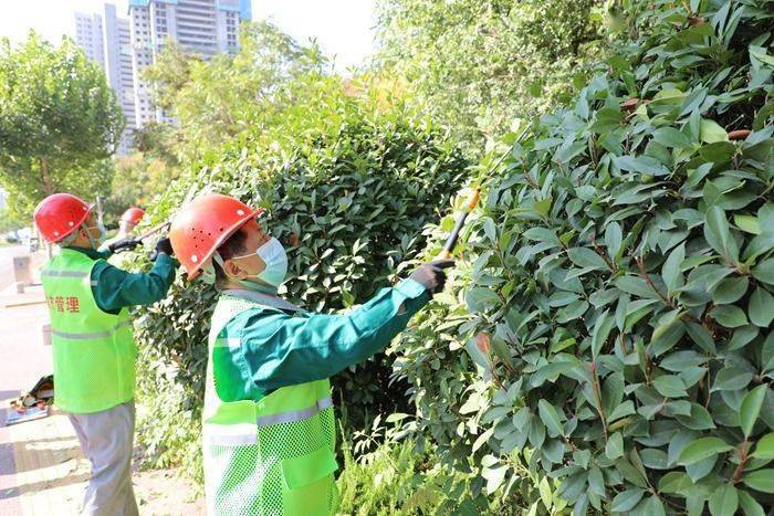 菏泽市职工职业技能大赛园林绿化养护修剪技能竞赛顺开云体育 开云平台利举行(图2)