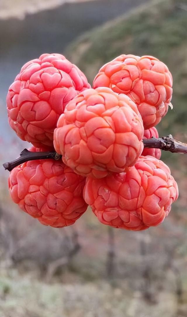 柘树在农村已不多见城市里几乎看不到它有较好的园林绿化价值开云体育 开云平台(图8)
