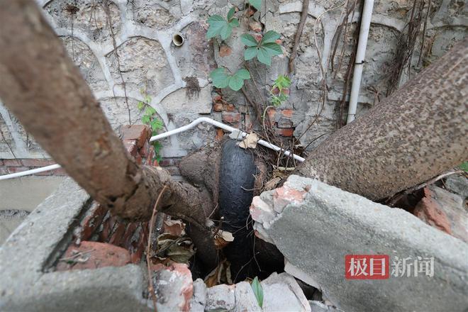 开云体育 开云官网小区内树根缠住燃气管道园林部门主动出击化解多方困扰(图2)