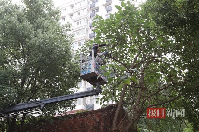 开云体育 开云官网小区内树根缠住燃气管道园林部门主动出击化解多方困扰(图6)