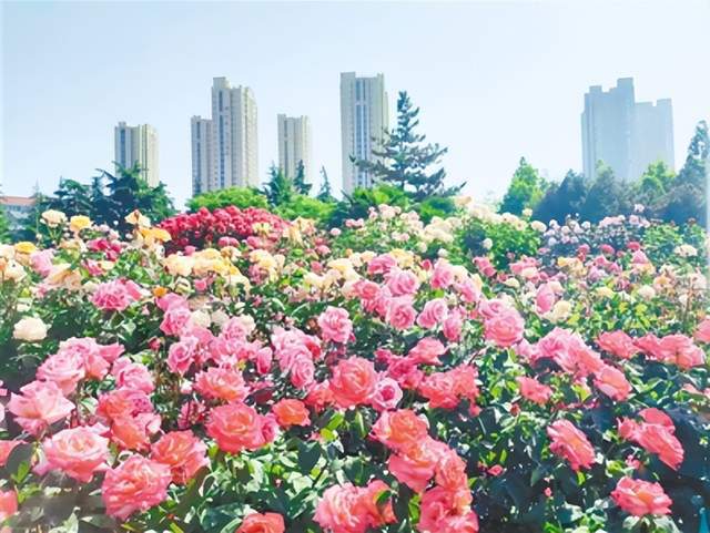 「非开云体育 开云官网凡十年」郑州做优国家中心城市建设“绿色答卷”(图4)