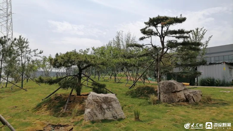 临朐县：加强园林绿化精细化管理 不断提开云体育 开云官网升城市“颜值”(图2)
