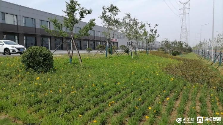 临朐县：加强园林绿化精细化管理 不断提开云体育 开云官网升城市“颜值”(图1)