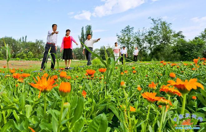 开云体育 开云平台本地资讯：甘州喜现新绿洲(图3)