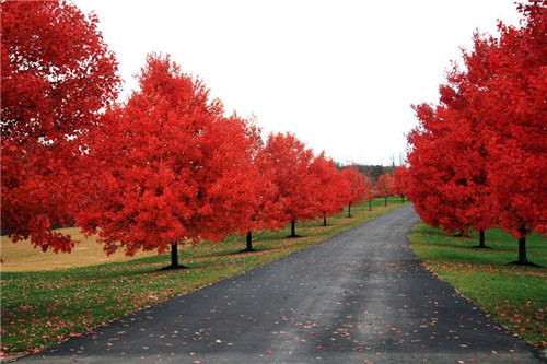 “绿化”变“彩化”你开云体育 开云平台还只种常绿苗吗？(图1)