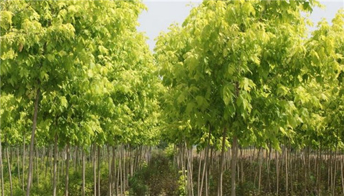 “绿化”变“彩化”你开云体育 开云平台还只种常绿苗吗？(图3)
