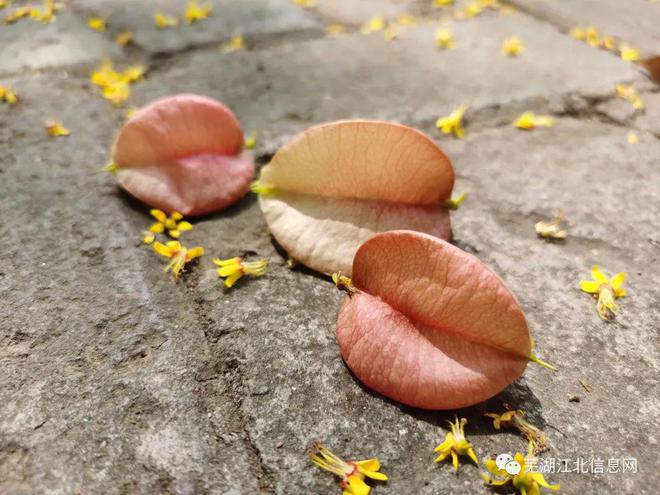 秋意浓芜湖就下起了“黄金雨”开云体育 开云平台(图1) 秋意浓芜湖就下起了“黄金雨”开云体育 开云平台(图1)