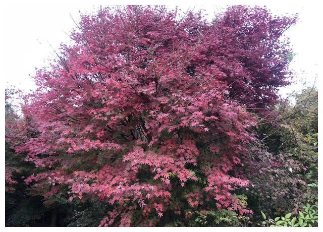 秋已至分享园林景观中的红叶植开云体育 开云平台物(图3)