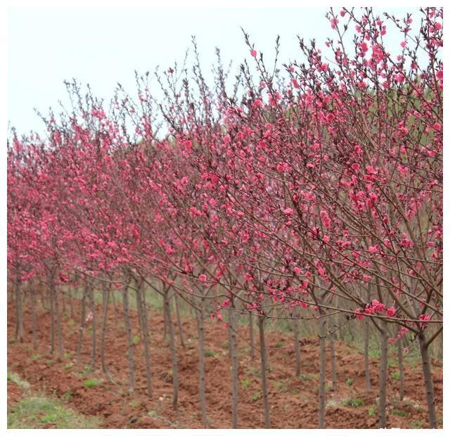 秋已至分享园林景观中的红叶植开云体育 开云平台物(图2)